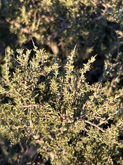 Condalia ericoides