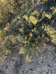 Condalia ericoides