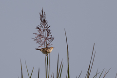 Cisticola marginatus