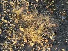 Scleropogon brevifolius