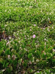 Pontederia crassipes