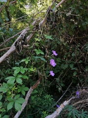 Ipomoea setosa melanotricha