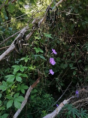 Ipomoea setosa melanotricha