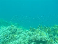 Pycnochromis dimidiatus