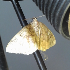Larentia malvata