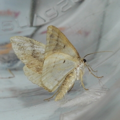 Larentia malvata