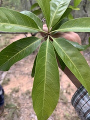 Planchonella pohlmaniana