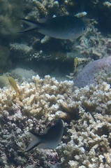 Chromis ternatensis