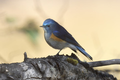 Tarsiger rufilatus