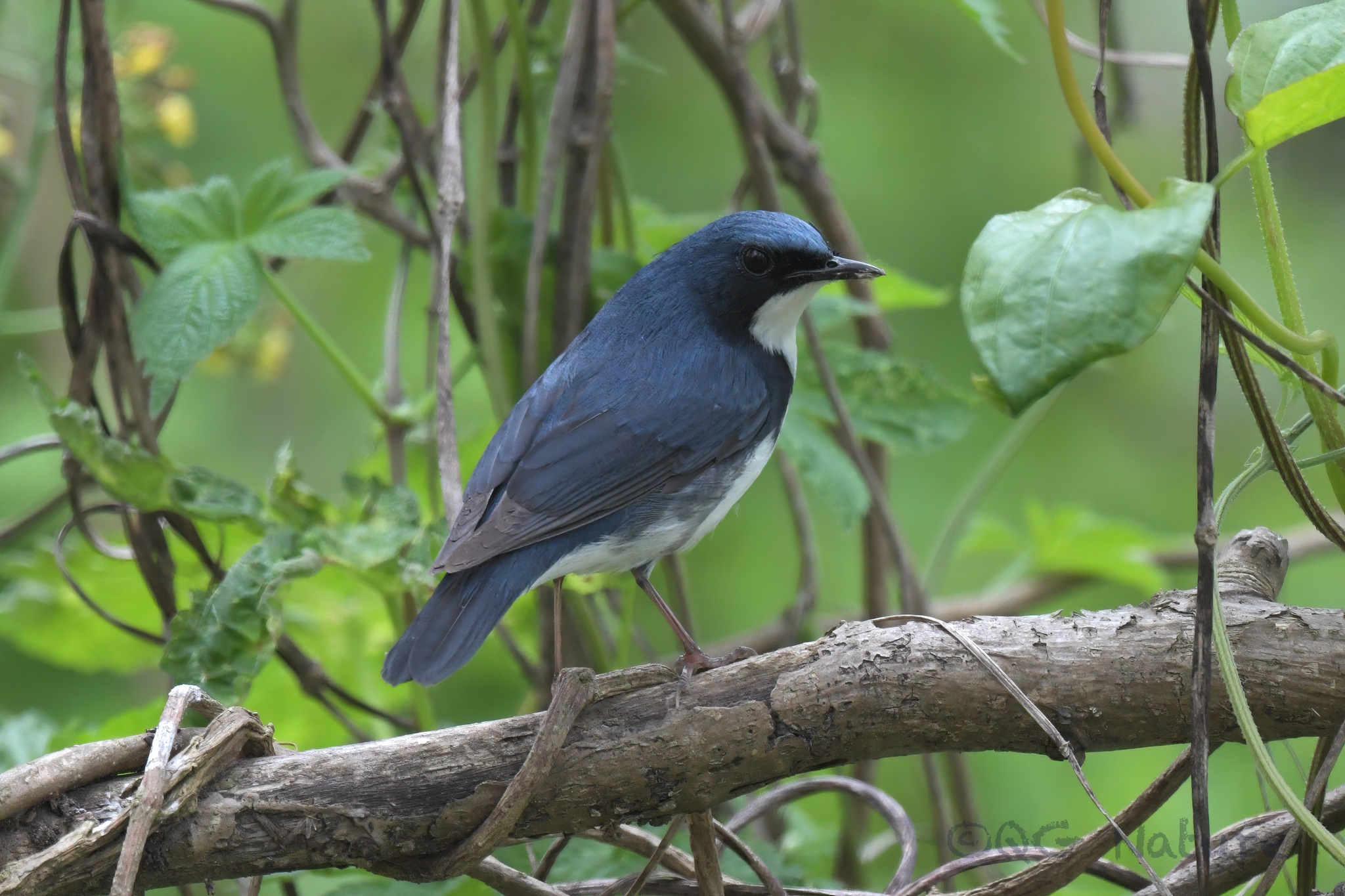 Siberian Blue Robin