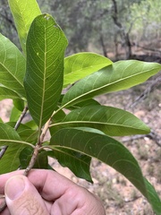 Planchonella pohlmaniana