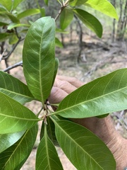 Planchonella pohlmaniana