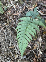 Dryopteris sandwicensis