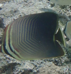 Chaetodon baronessa