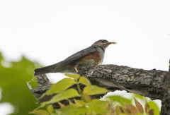 Turdus hortulorum