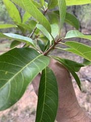 Planchonella pohlmaniana