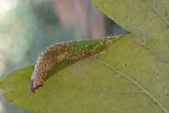 Phyllonorycter oxyacanthae