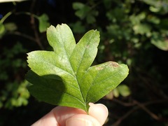 Phyllonorycter oxyacanthae