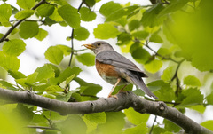 Turdus hortulorum