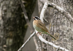 Emberiza tristrami