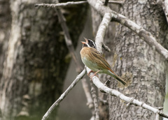 Emberiza tristrami