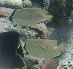 Chaetodon citrinellus