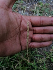 Eragrostis ciliaris