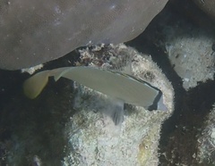 Chaetodon citrinellus