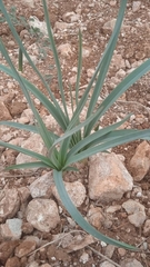 Asparagales