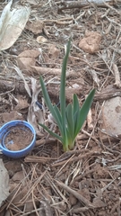 Asparagales