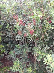 Pistacia lentiscus