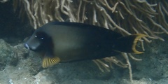 Acanthurus pyroferus