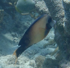 Acanthurus pyroferus