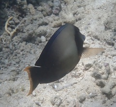 Acanthurus pyroferus