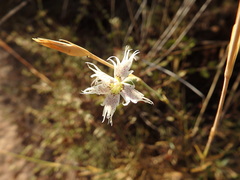 Dianthus broteri