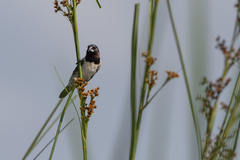 Spermestes cucullata