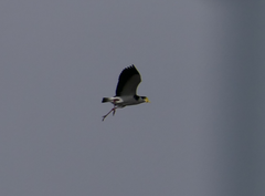 Vanellus miles novaehollandiae