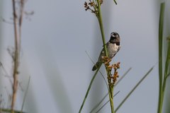 Spermestes cucullata