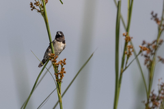 Spermestes cucullata