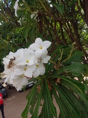 Plumeria pudica