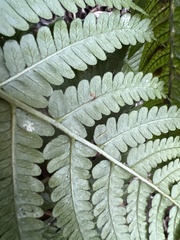 Dryopteris sandwicensis