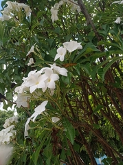 Plumeria pudica