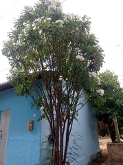 Plumeria pudica