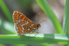 Euphydryas aurinia