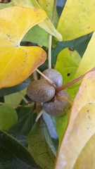Dioscorea polystachya