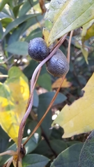 Dioscorea polystachya