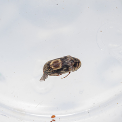 Leanobium flavomaculatum