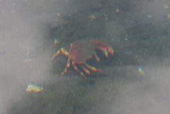 Metacarcinus novaezelandiae