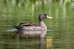 Anas undulata