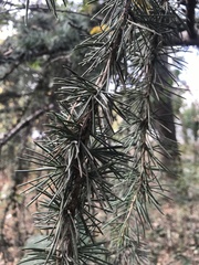 Cedrus atlantica